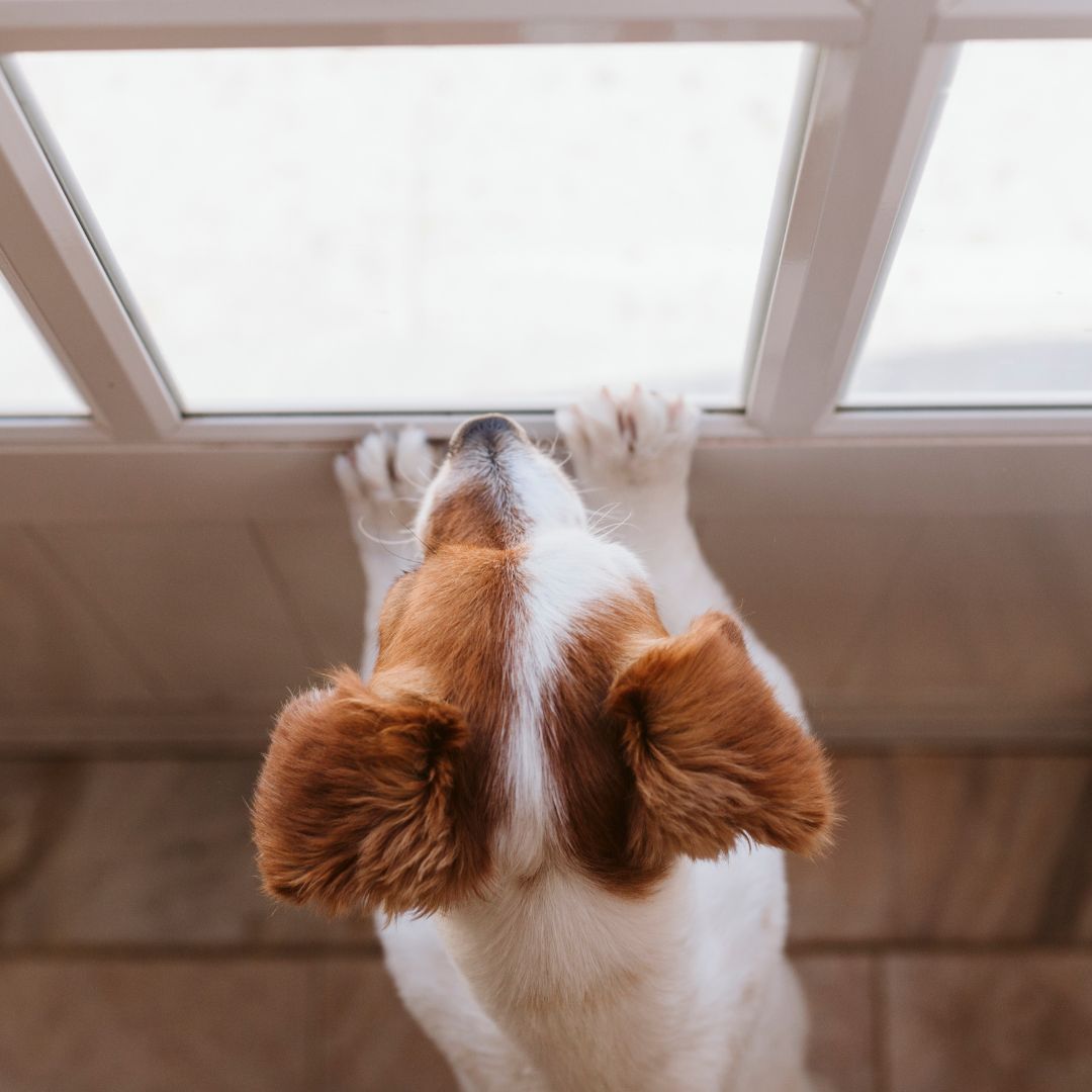 Il tuo cane passa troppo tempo da solo?