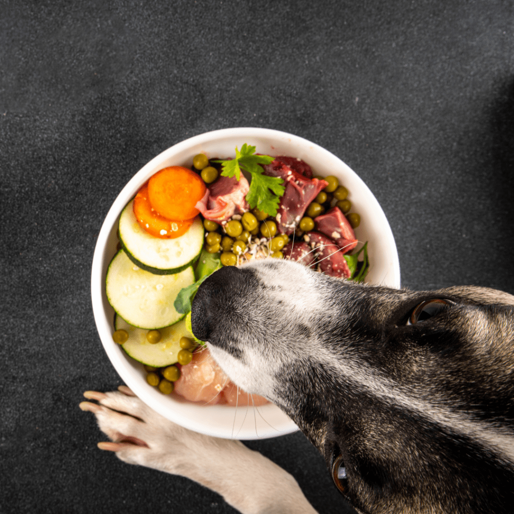 Consulenza nutrizionale cane