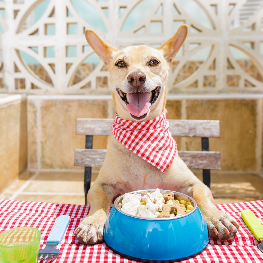 A chi ha un cane con esigenze particolari