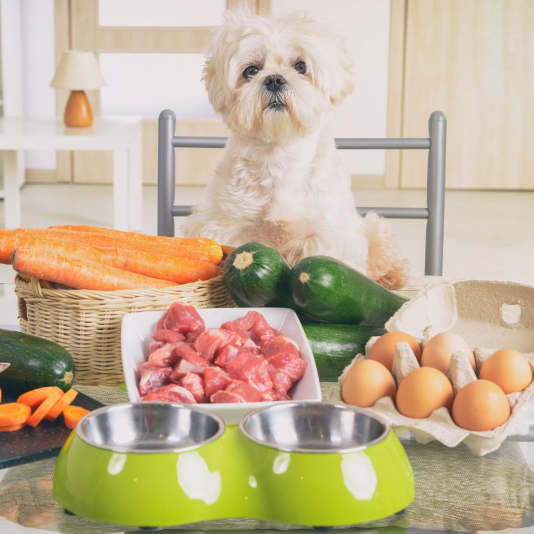 A chi vuole migliorare l'alimentazione del proprio cane