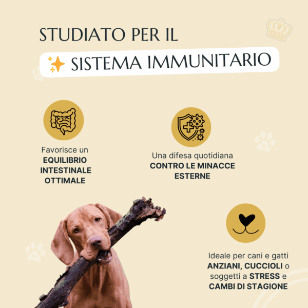 Snack Sistema Immunitario