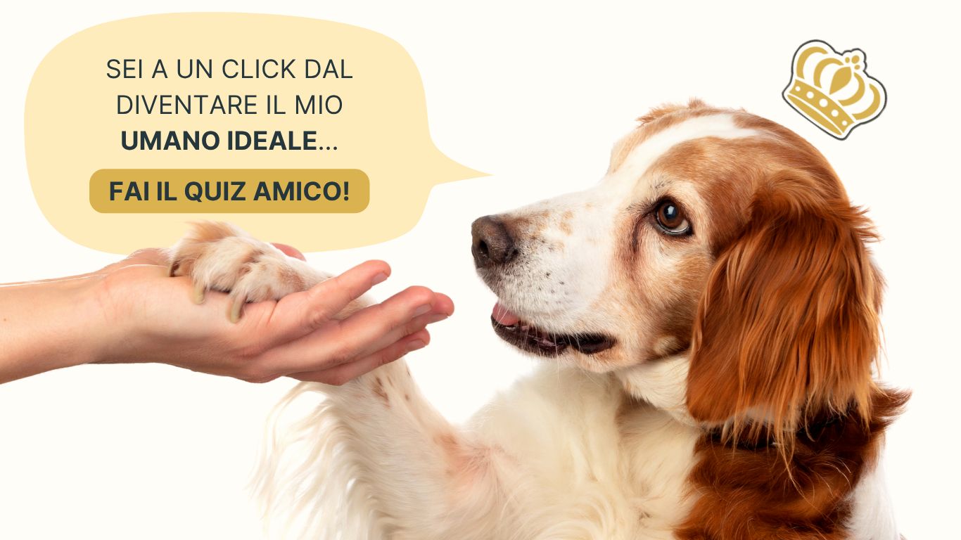 Cane felice con il suo umano ideale