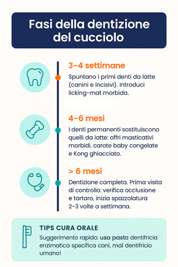 Infografica contenente le fasi della dentizione di un cucciolo di cane con tips per la cura orale con spazzolino