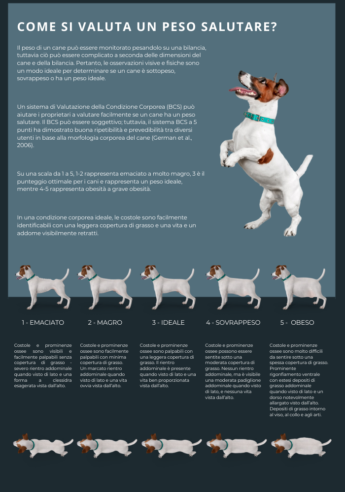 Infografica BCS: come valutare il peso salutare di un cane